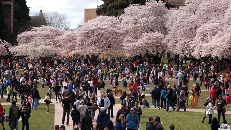 uw quad cherry blossoms crowd