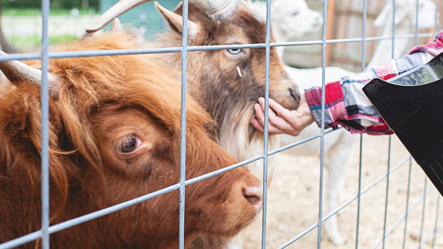 feeding the animals at a Poulsbo brewery, a fun activity with kids