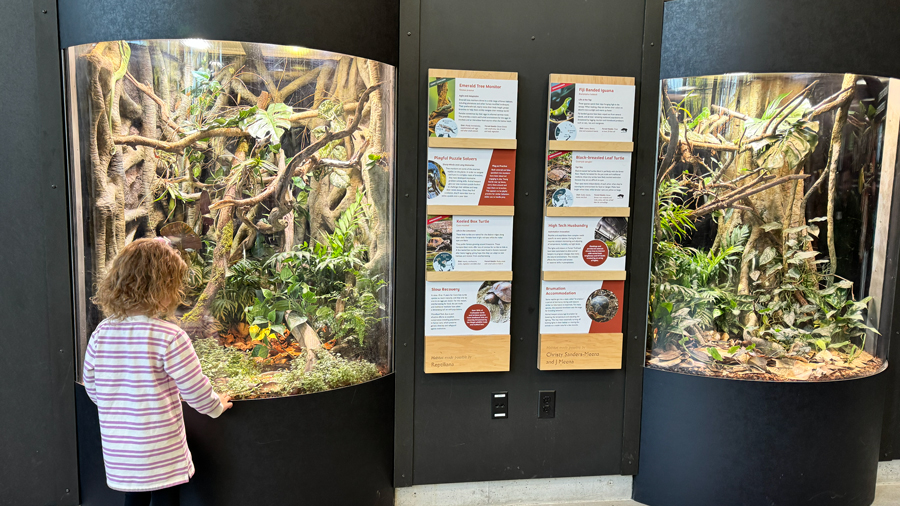young girl examining creatures in their habitat at the woodland park zoo's new exhibit