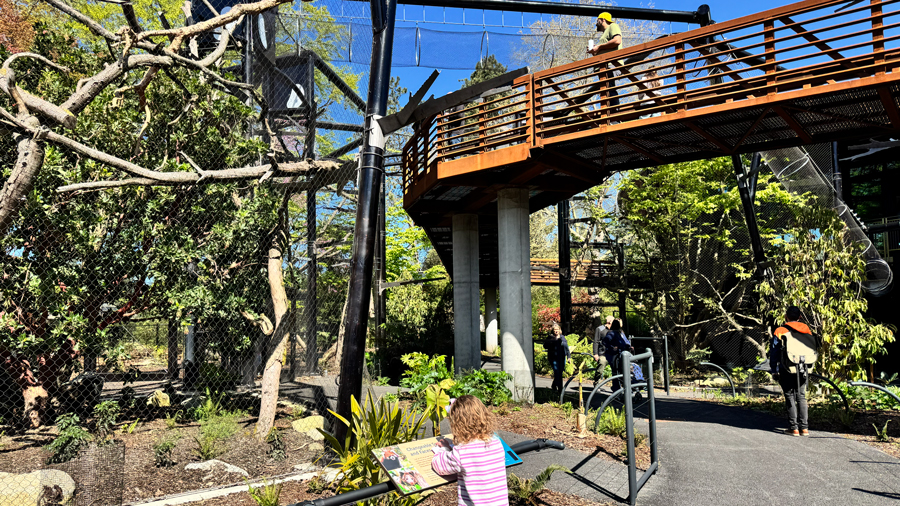 young girl reading sign at the new forest trailhead exhibit at woodland park zoo
