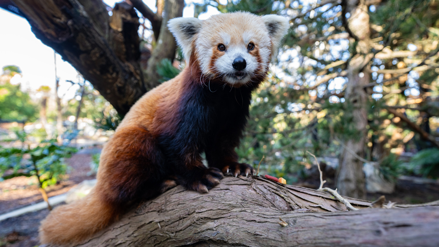 carson the red panda sitting on a branch at the zoo