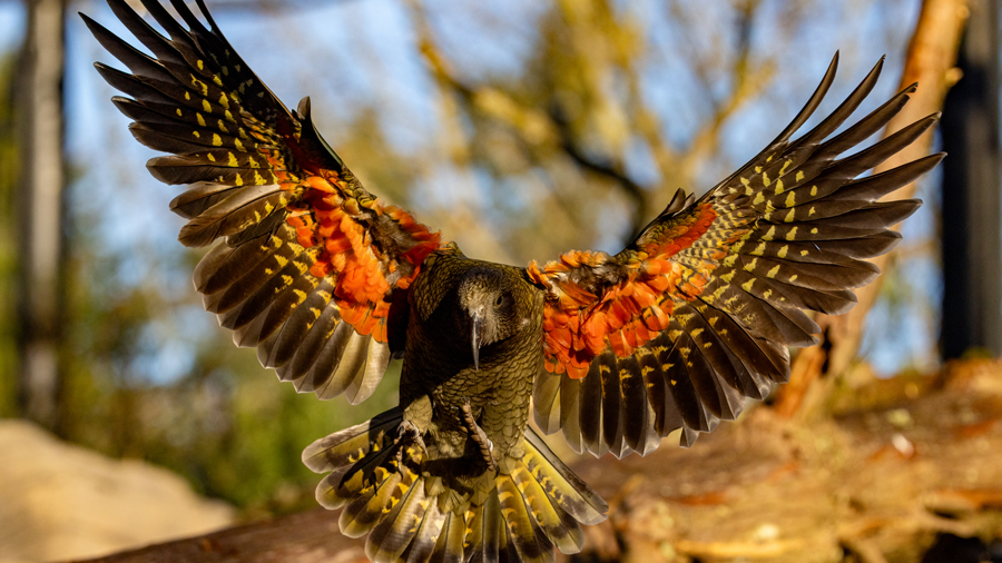 kea parrot mid-flight at the new woodland park zoo exhibit, extending its feathers to show a colorful display