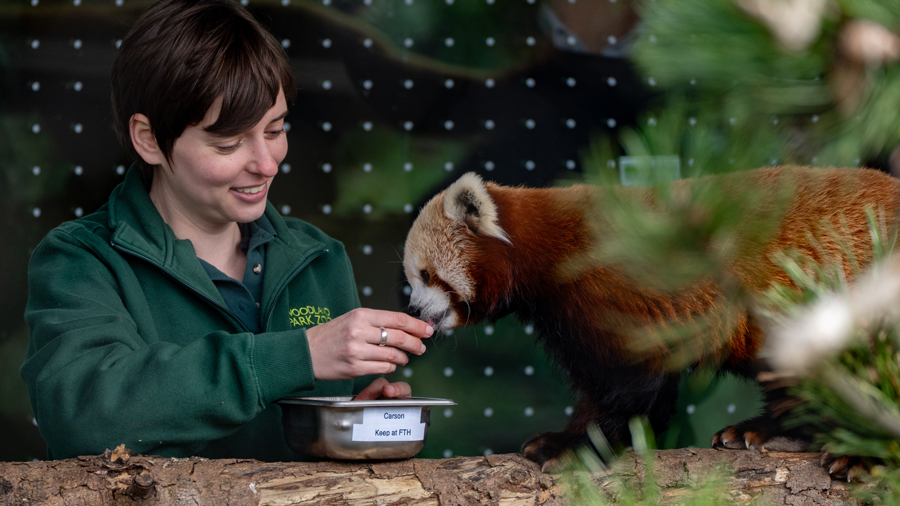 a zookeeper feeding carson the red panda in the zoo's new trailhead exhibit