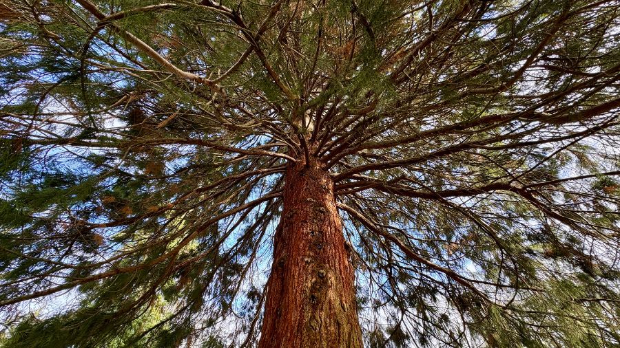giant sequoia at the park