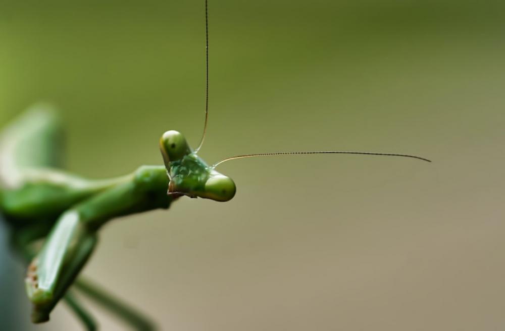 closeup of a mantis