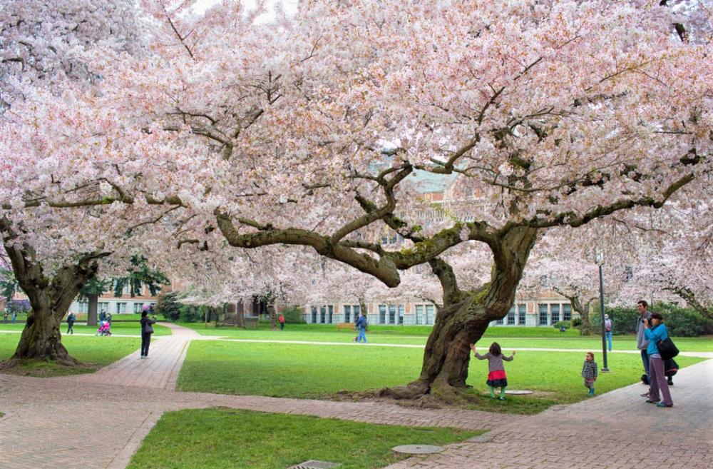 Cherry trees blooming in the University of Washington Seattle Quad a family looks and takes photos best places to see spring blooms seattle