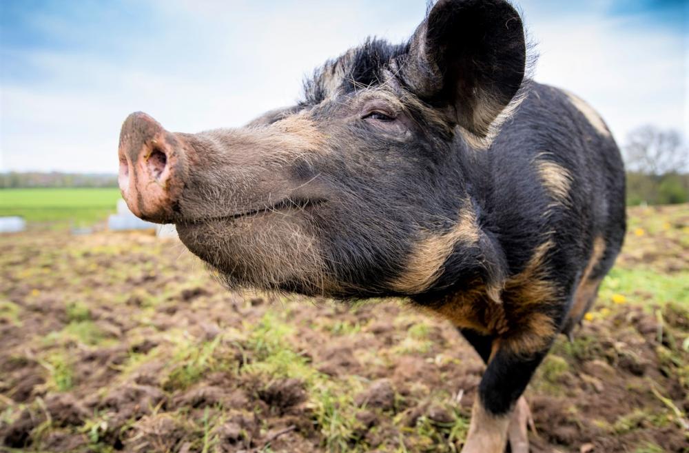 Happy pig standing in a field at a Washington animal sanctuary that Seattle families can visit