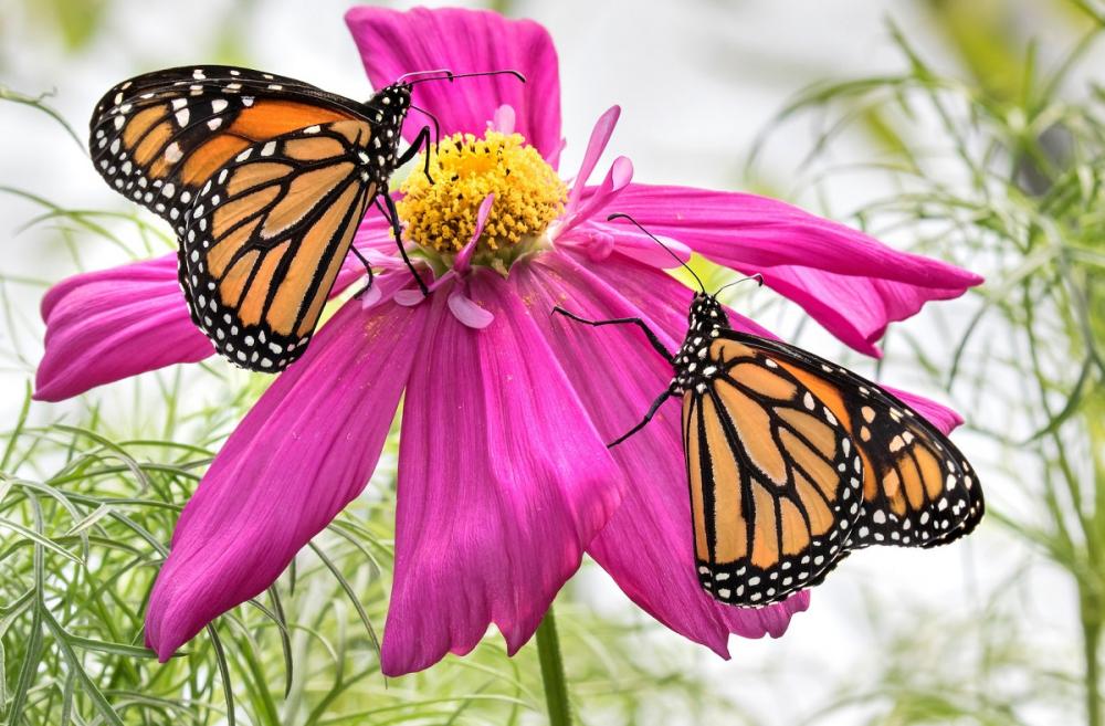 Orange and black monarch butterflies rest on a pretty pink flower at Woodland Park Zoo's Molbak's Butterfly Garden opening for the season Memorial Day Weekend 2022