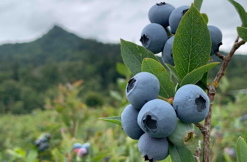 Close-up view of blueberries ripening on the bush at U-pick berry farms for families around Seattle Eastside South Sound summer