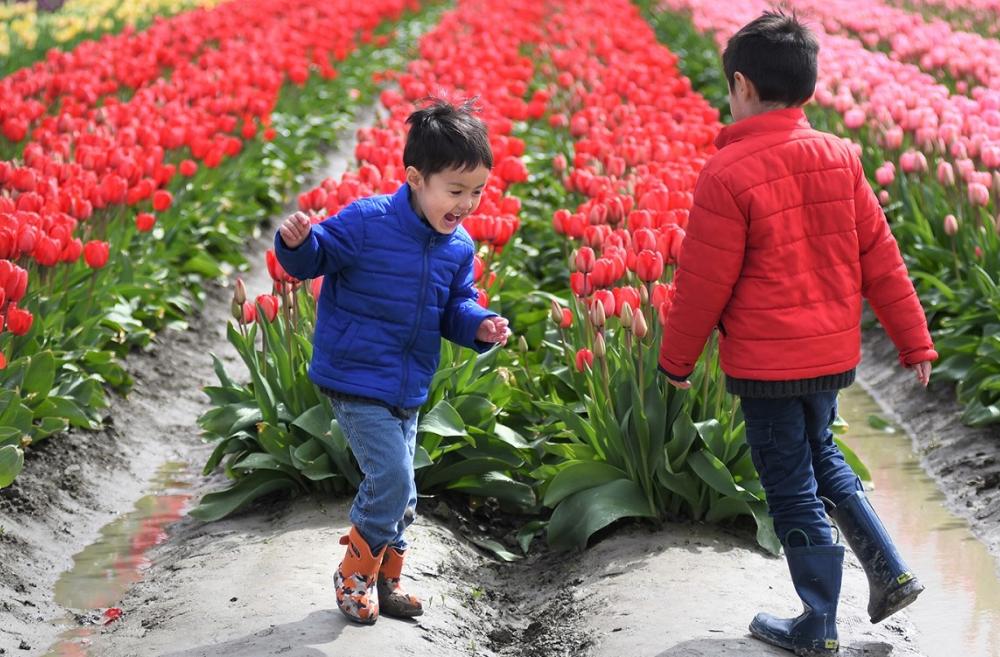 Two boys in winter jackets and rain boots dance and laugh at the end of a row of tulips during the annual Skagit Valley Tulip Festival