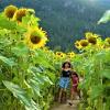 girls running through field of sunflowers seattle area sunflower festivals for families