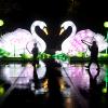 Giant white swan lanterns part of WildLanterns 2021 at Seattle's Woodland Park Zoo boys in foreground