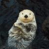 Cute sea otter with arms crossed floating on back Seattle Aquarium reopens to local families February 2021