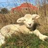 Adorable white lamb in field with red barn in the background best family farm stays around Washington for Seattle area families