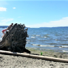 Kids climbing on a driftwood stump on Jetty Island, one of Puget Sound's best beaches, in Everett near Seattle