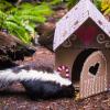 A skunk at Northest Trek Wildlife Park in Washington near Seattle inspects a cardboard gingerbread house as part of Winter Wild a winter program at the park