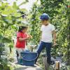 Kids-harvesting-vegetables 