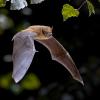 Bat flying