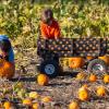 Two boys out their pumpkins at one of the best seattle pumpkin patches in early fall 2023