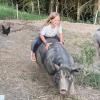 Young girls with large pigs outside during a farm stay vacation in Washington