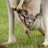 baby kangaroo looks out from mom's pouch, kangaroo parenting