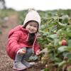 Young girl smiling picking strawberries on a farm near Seattle