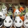 mini succulents Halloween pots