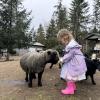 a girl in a rain coat feeding sheep during a weekend event at a Seattle-area farm