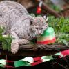 lynx enjoying holiday treats during Winter Wildland at NW Trek, a fun family activity to do this weekend near Seattle