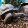 tortoise at the woodland park zoo