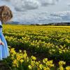 young girl looking at a field of daffodils during the La Conner Daffodil Festival