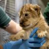 lion cub in hands of zoo staff