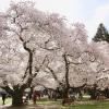 cherry blossom trees at UW in Seattle