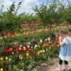 girl taking photos of tulip fields during spring break