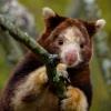 tree kangaroo in the new forest trailhead exhibit at Woodland Park Zoo