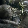 a new baby gorilla born at Woodland Park Zoo in Seattle