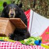 black bear at NW Trek enjoying a picnic during Bear Weekend, a fun family activity for Seattle kids