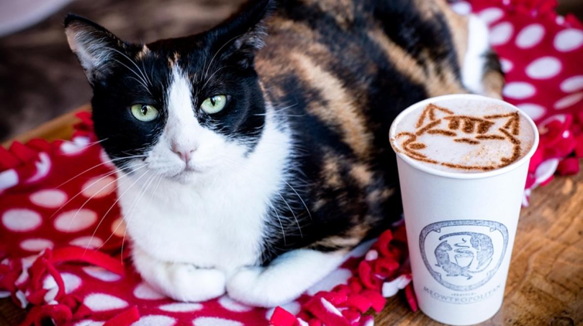 Cat with coffee at Seattle Meowtropolitan