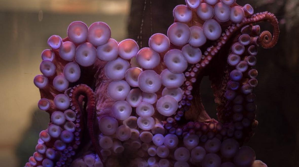 Giant Pacific octopus. Photo credit: Kelly Brenner
