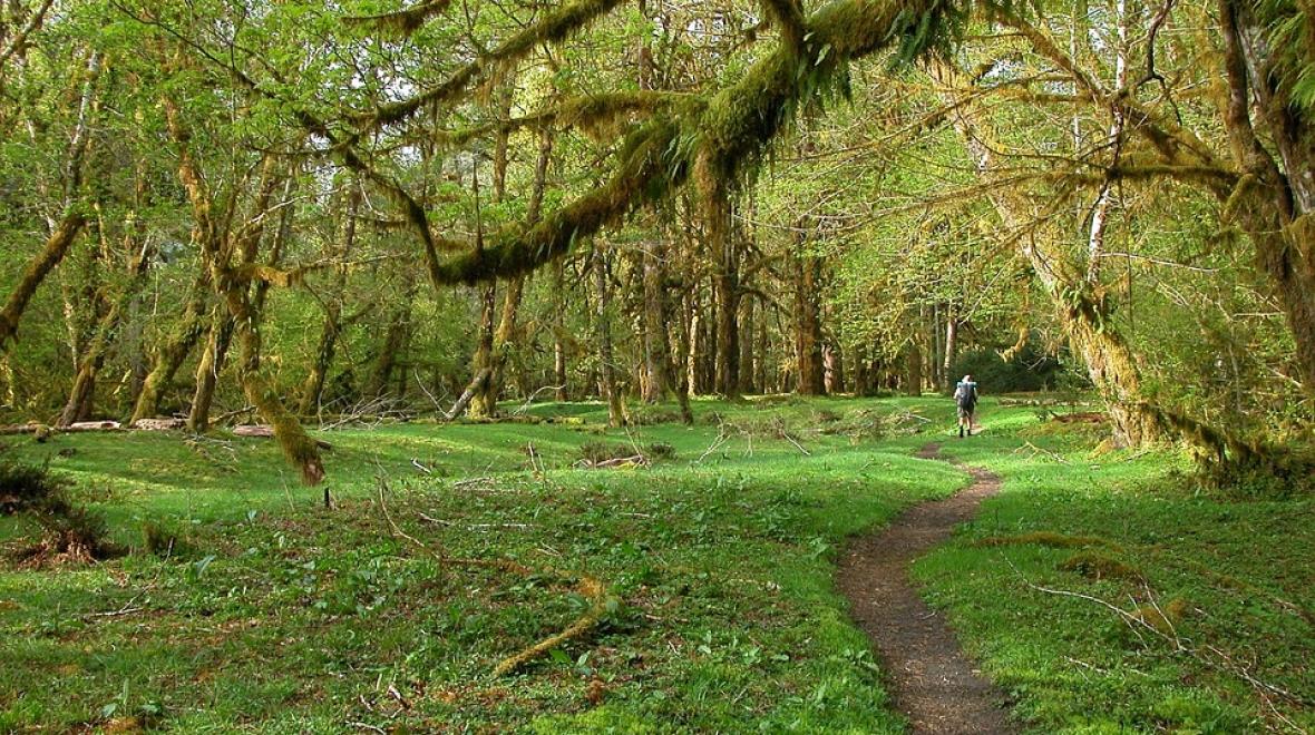 hoh rainforest