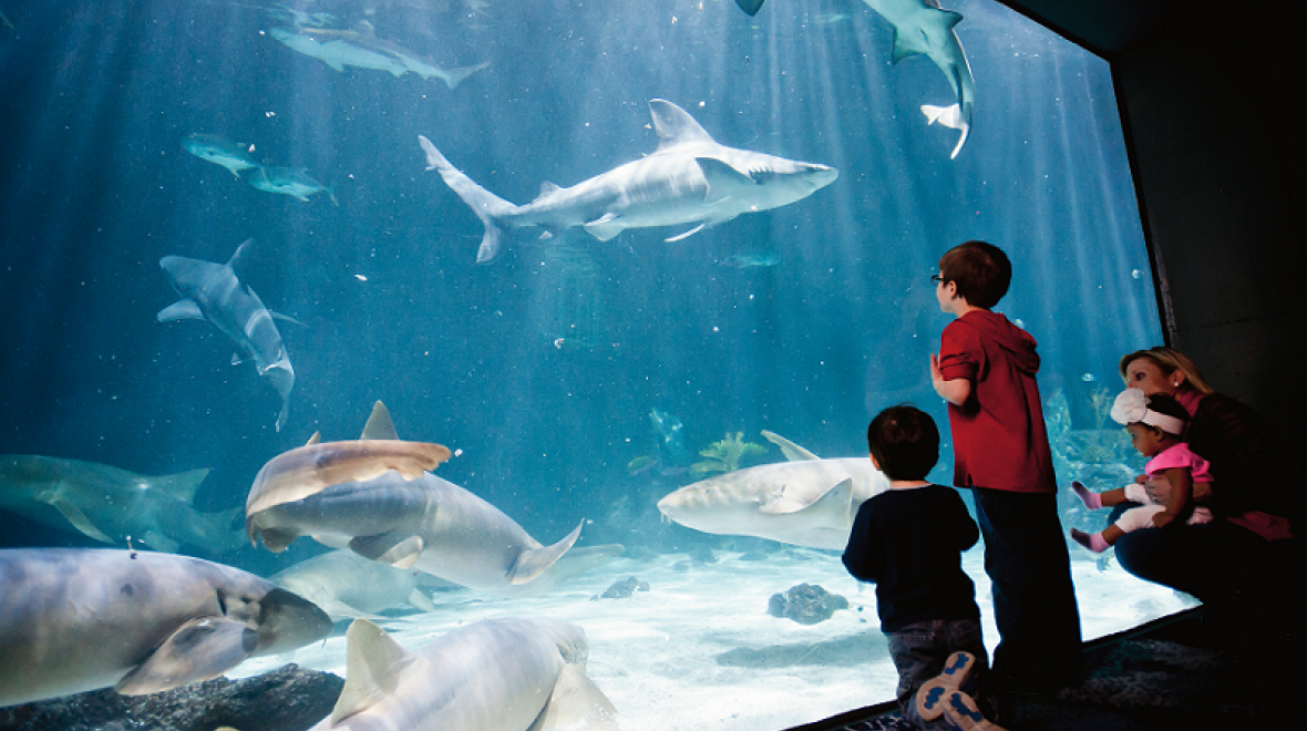 sharks-point-defiance-zoo-aquarium-living-dinosaur-descendants-kids