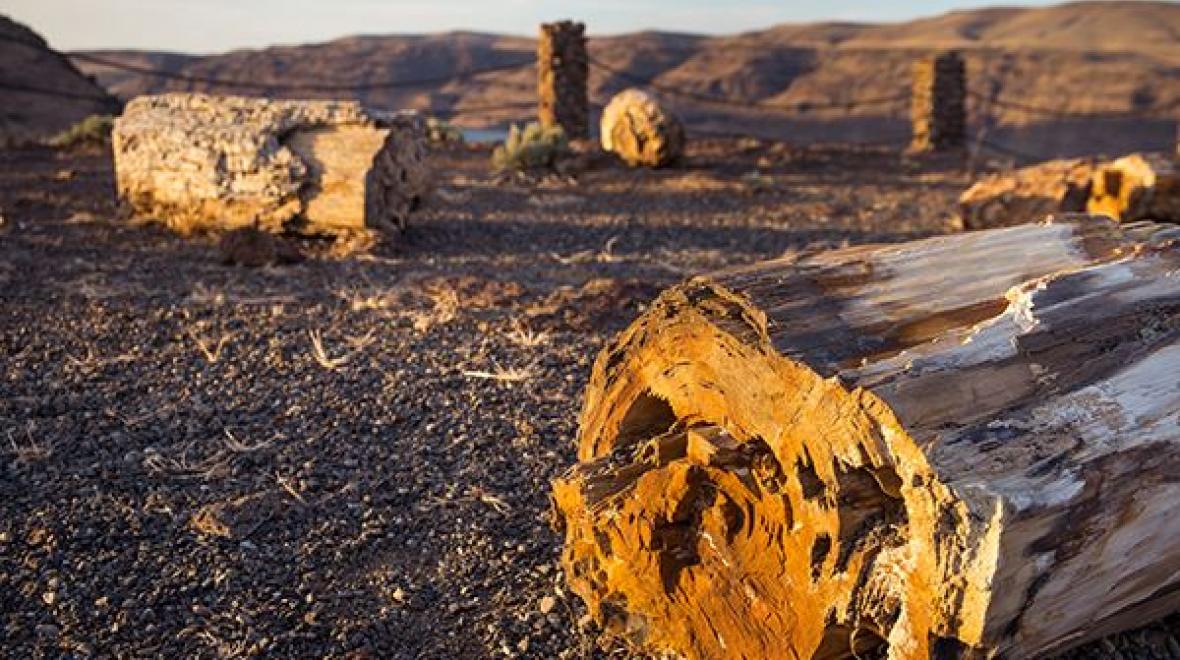 Petrified wood at Ginkgoo Petrified Forest State Park