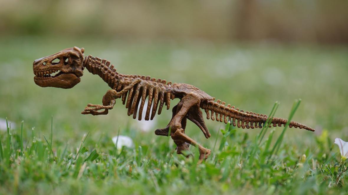 dinosaur skeleton outside