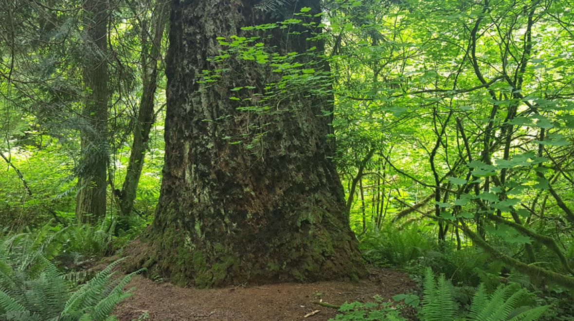 big tree trail issaquah