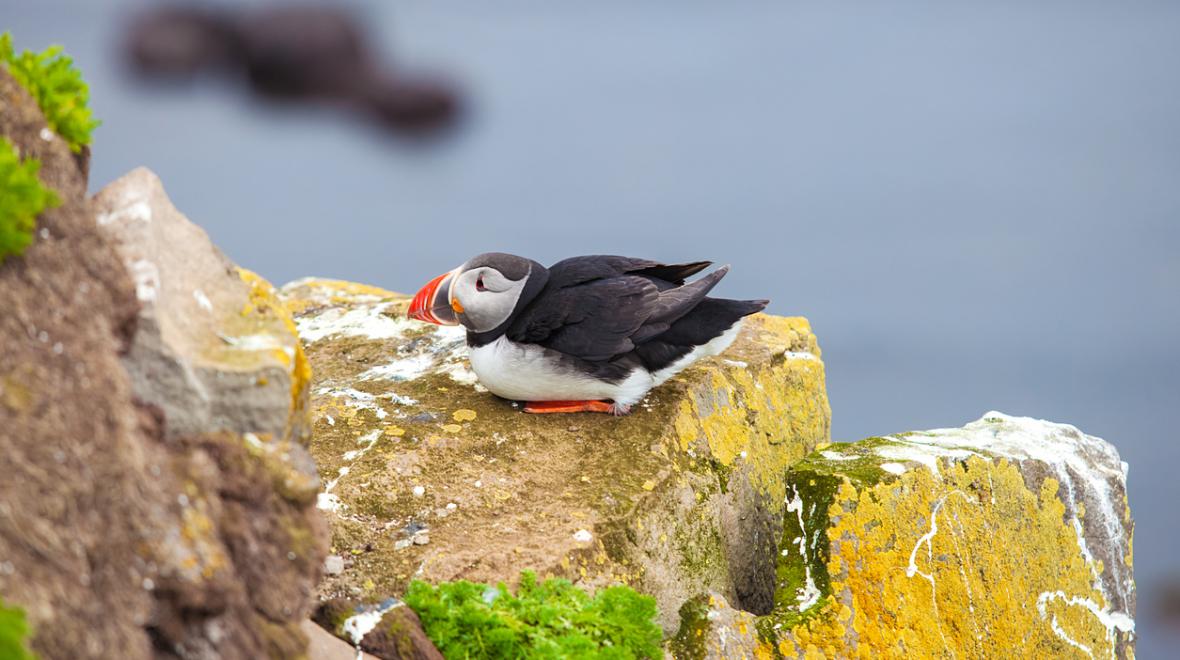 Puffins