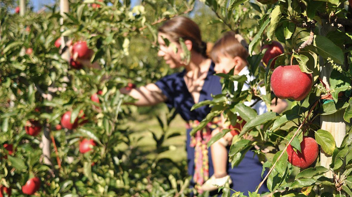 Stutzman Ranch mom and child picking apples