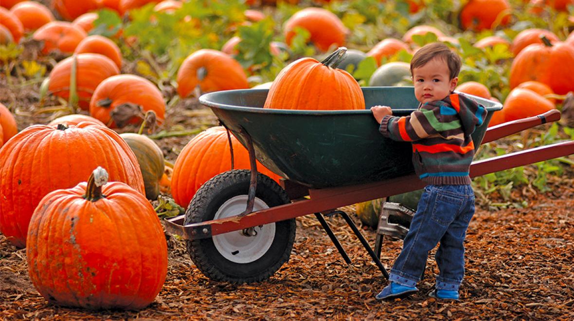 Young child with pumpkin
