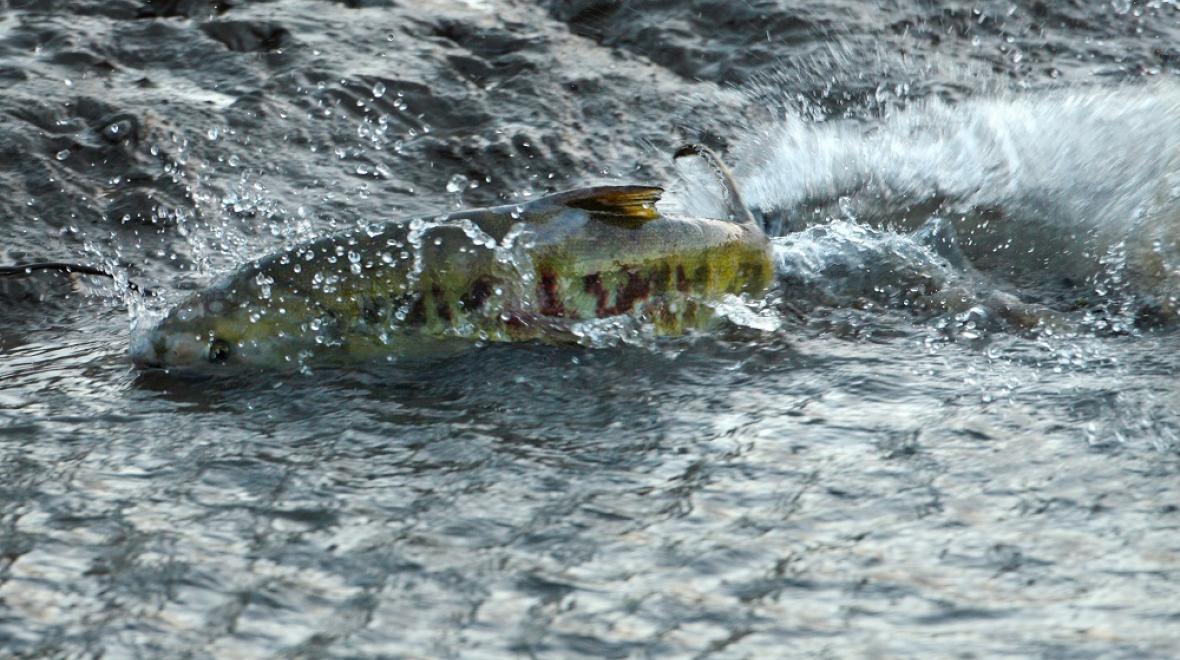 Chum salmon spawning in McLane Creek South Sound area salmon streams