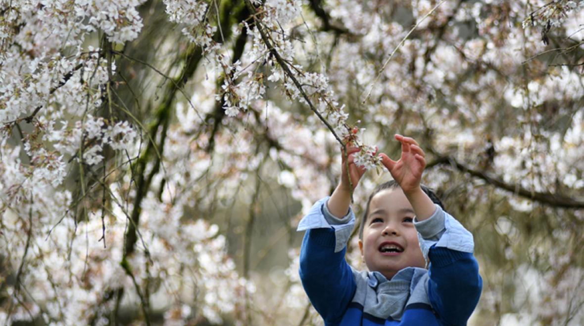 washington park arboretum family kids photos spring