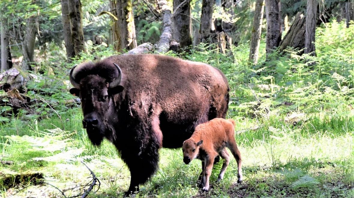 baby-bison-adorable-baby-animals-seattle-tacoma-spring-2019